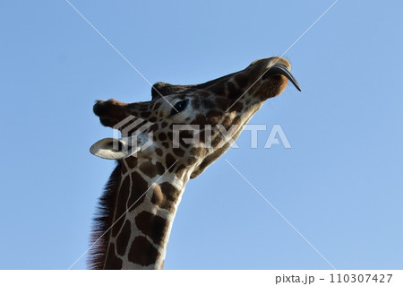 ブルーバックの舌を出したキリンの横顔 ブルーバックの舌を出したキリンの横顔 110307427