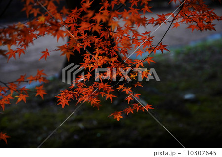 紅葉7139 紅葉7139 110307645