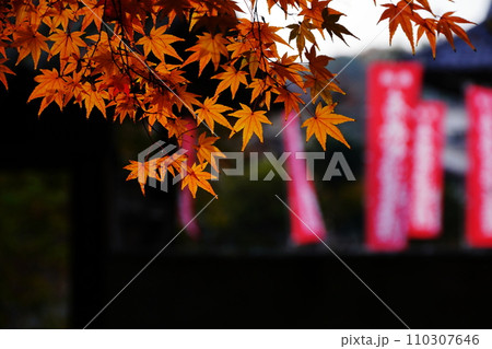 紅葉7152 紅葉7152 110307646