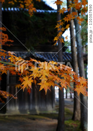 紅葉7261 110307690