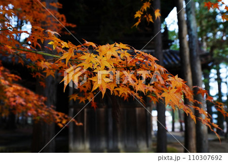 紅葉7263 110307692