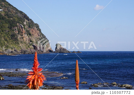 伊豆白浜の海岸 伊豆白浜の海岸 110307772