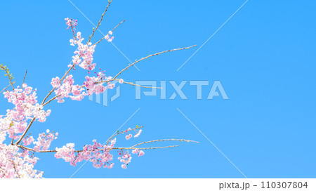 うららかな春日和を背景に美しい桜　ふんわり明るいイメージ(青空コピースペース) 110307804