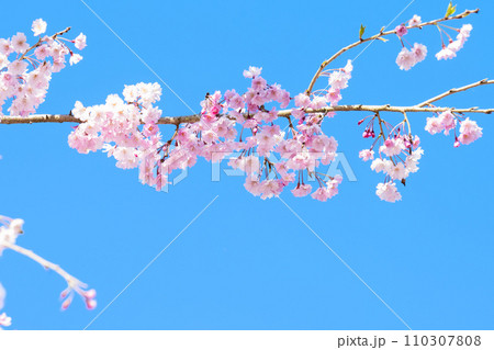 うららかな春日和を背景に美しい桜　ふんわり明るいイメージ(青空コピースペース) 110307808