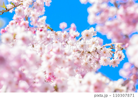 うららかな春日和を背景に美しい桜 ふんわり明るいイメージ(青空コピースペース) うららかな春日和を背景に美しい桜 ふんわり明るいイメージ(青空コピースペース) 110307871
