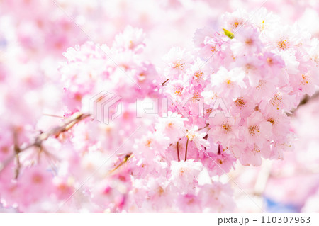 うららかな春日和の光芒を背景に最高に美しい桜の花 ふんわり明るいイメージ うららかな春日和の光芒を背景に最高に美しい桜の花 ふんわり明るいイメージ 110307963