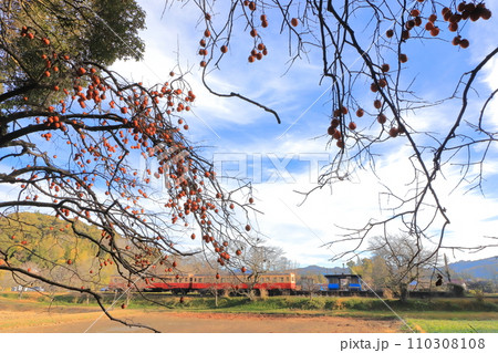 冬の小湊鐵道「飯給駅」青空と柿の実を見上げて 110308108
