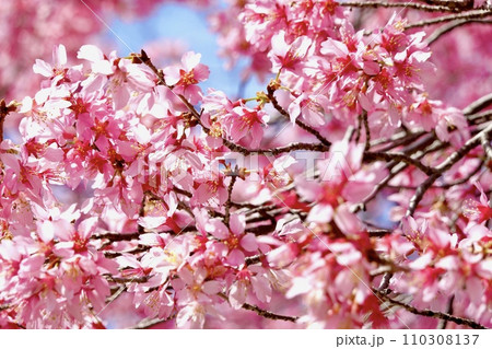 河津桜が青空を背景に色鮮やかに咲いている風景　大阪市 110308137