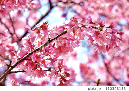 河津桜が青空を背景に色鮮やかに咲いている風景　大阪市 110308138