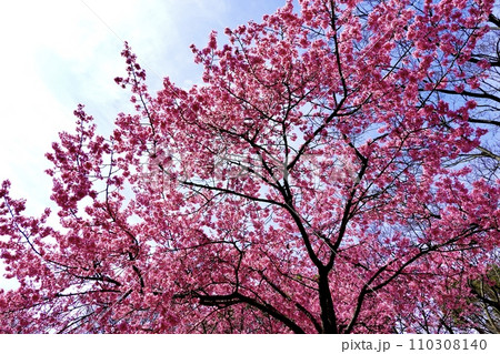 河津桜が青空を背景に色鮮やかに咲いている風景　大阪市 110308140
