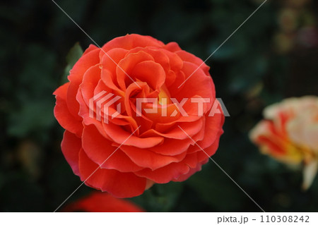 荒尾市　おもやい市民花壇　バラの花、 110308242