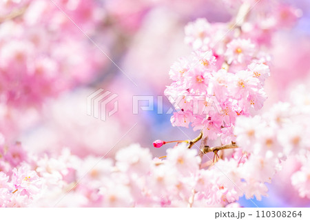 うららかな春日和の光芒に映える美しい桜の花 「ふんわり明るいイメージ」(背景コピースペース) うららかな春日和の光芒に映える美しい桜の花 「ふんわり明るいイメージ」(背景コピースペース) 110308264