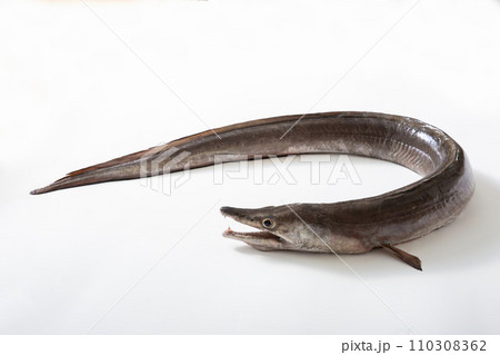 鱧　はも、生魚、活魚 110308362