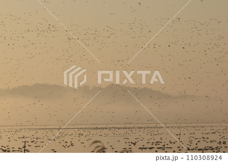 大きな沼から飛び立った、無数のカモの群れ 110308924