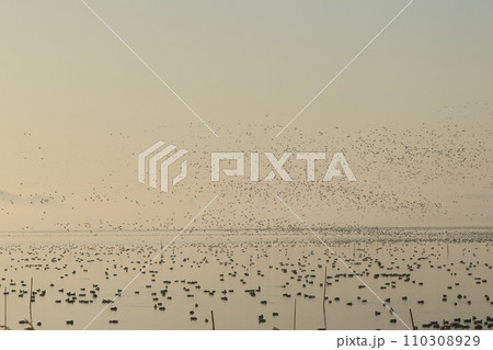 大きな沼から飛び立った、無数のカモの群れ 110308929