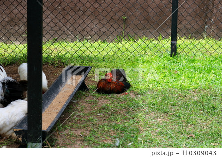 Thai chicken sitting on ground beside feeder. Thai chicken sitting on ground beside feeder. 110309043