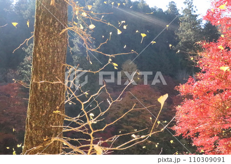 紅葉に包まれた東屋　紅葉　もみじ　山岳　豊田市稲武町　紅葉狩り　秋　散歩　風のつり橋 110309091
