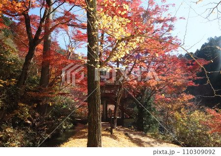 紅葉に包まれた東屋　紅葉　もみじ　山岳　豊田市稲武町　紅葉狩り　秋　散歩　風のつり橋 110309092