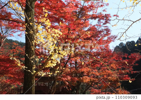 紅葉に包まれた東屋　紅葉　もみじ　山岳　豊田市稲武町　紅葉狩り　秋　散歩　風のつり橋 110309093