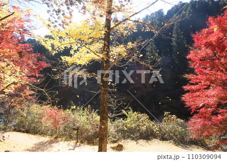 紅葉に包まれた東屋　紅葉　もみじ　山岳　豊田市稲武町　紅葉狩り　秋　散歩　風のつり橋 110309094