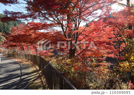 紅葉に包まれた東屋　紅葉　もみじ　山岳　豊田市稲武町　紅葉狩り　秋　散歩　風のつり橋 110309095