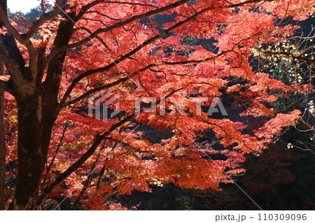 紅葉に包まれた東屋　紅葉　もみじ　山岳　豊田市稲武町　紅葉狩り　秋　散歩　風のつり橋 110309096