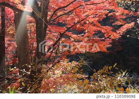紅葉に包まれた東屋　紅葉　もみじ　山岳　豊田市稲武町　紅葉狩り　秋　散歩　風のつり橋 110309098