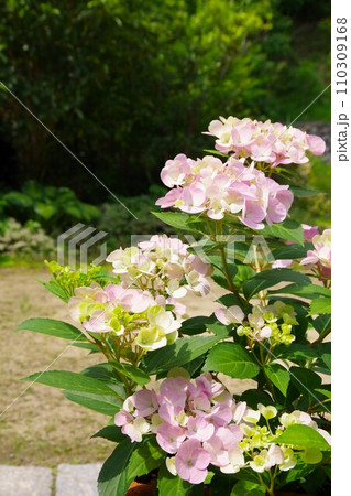 ラグランジア アジサイ 紫陽花 ラグランジア アジサイ 紫陽花 110309168