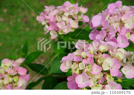 ラグランジア アジサイ 紫陽花 ラグランジア アジサイ 紫陽花 110309170