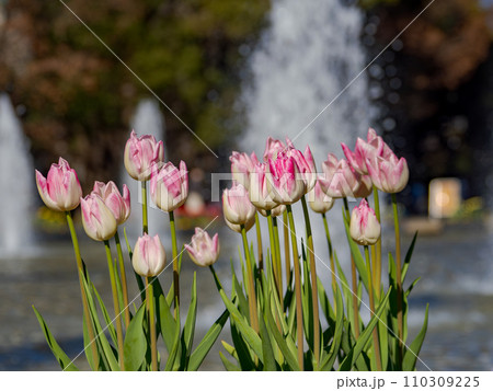 冬の晴れた日　公園の噴水広場に咲くアイスチューリップ（東京都台東区・上野恩賜公園） 110309225