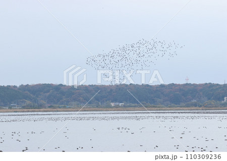 大きな沼から飛び立った、無数のカモの群れ 110309236