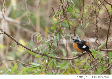 オレンジの体に黒い羽、白い斑点のあるかわいい小鳥、ジョウビタキ オレンジの体に黒い羽、白い斑点のあるかわいい小鳥、ジョウビタキ 110309268