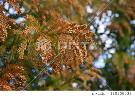 《花粉症イメージ素材》飛散前のスギ花粉・杉の雄花 《花粉症イメージ素材》飛散前のスギ花粉・杉の雄花 110309332