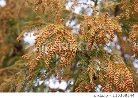 《花粉症イメージ素材》飛散前のスギ花粉・杉の雄花 《花粉症イメージ素材》飛散前のスギ花粉・杉の雄花 110309344