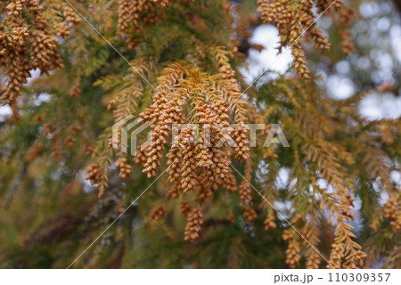 《花粉症イメージ素材》飛散前のスギ花粉・杉の雄花 110309357