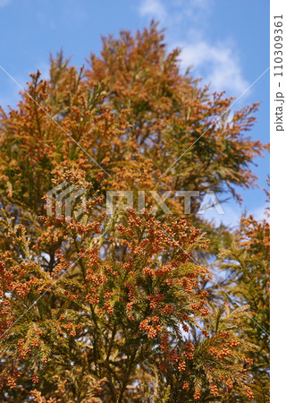 《花粉症イメージ素材》飛散前のスギ花粉・杉の雄花 《花粉症イメージ素材》飛散前のスギ花粉・杉の雄花 110309361