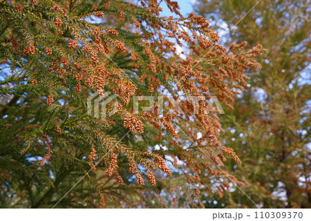 《花粉症イメージ素材》飛散前のスギ花粉・杉の雄花 110309370