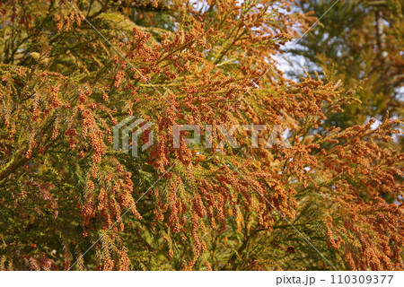 《花粉症イメージ素材》飛散前のスギ花粉・杉の雄花 110309377