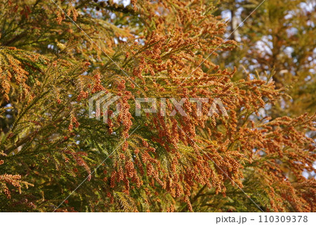 《花粉症イメージ素材》飛散前のスギ花粉・杉の雄花 110309378