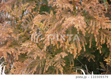 《花粉症イメージ素材》飛散前のスギ花粉・杉の雄花 《花粉症イメージ素材》飛散前のスギ花粉・杉の雄花 110309379