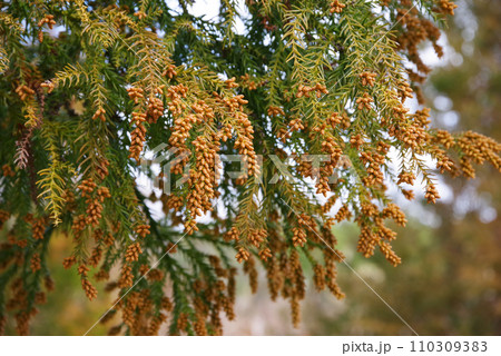 《花粉症イメージ素材》飛散前のスギ花粉・杉の雄花 《花粉症イメージ素材》飛散前のスギ花粉・杉の雄花 110309383