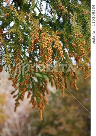 《花粉症イメージ素材》飛散前のスギ花粉・杉の雄花 《花粉症イメージ素材》飛散前のスギ花粉・杉の雄花 110309384