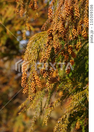 《花粉症イメージ素材》飛散前のスギ花粉・杉の雄花 《花粉症イメージ素材》飛散前のスギ花粉・杉の雄花 110309386