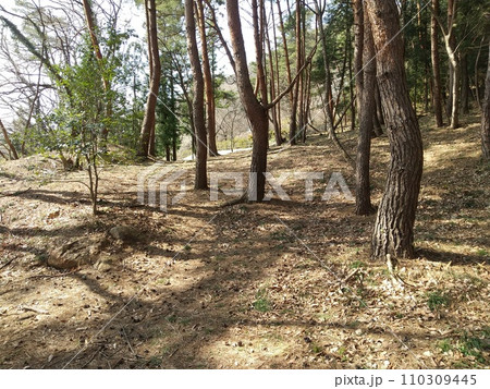赤松林 110309445