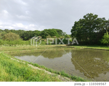 南福島の水田 南福島の水田 110309567