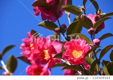 サザンカ(山茶花) サザンカ(山茶花) 110309583