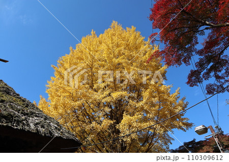 紅葉に包まれる秋の山寺 香嵐渓 紅葉 紅葉狩り 紅葉 もみじ 散策 豊田市 豊田市足助町 巴川 紅葉に包まれる秋の山寺 香嵐渓 紅葉 紅葉狩り 紅葉 もみじ 散策 豊田市 豊田市足助町 巴川 110309612