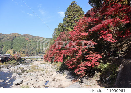 紅葉に包まれる秋の山寺　香嵐渓　紅葉　紅葉狩り　紅葉　もみじ　散策　豊田市　豊田市足助町　巴川 110309614