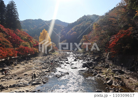 紅葉に包まれる秋の山寺　香嵐渓　紅葉　紅葉狩り　紅葉　もみじ　散策　豊田市　豊田市足助町　巴川 110309617