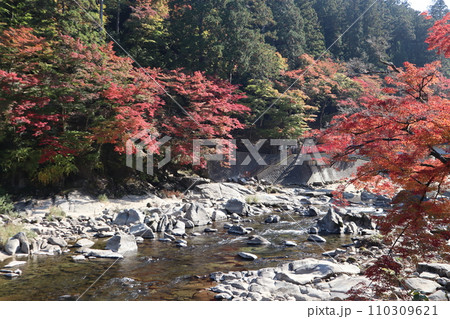 紅葉に包まれる秋の山寺 香嵐渓 紅葉 紅葉狩り 紅葉 もみじ 散策 豊田市 豊田市足助町 巴川 紅葉に包まれる秋の山寺 香嵐渓 紅葉 紅葉狩り 紅葉 もみじ 散策 豊田市 豊田市足助町 巴川 110309621